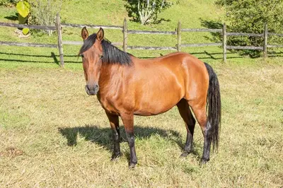 a brown horse standing in a field of grass at Mini ISABELITA in El Retiro