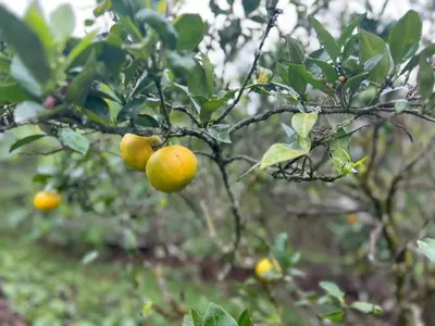 a bunch of oranges hanging from a tree at Mini ISABELITA in El Retiro