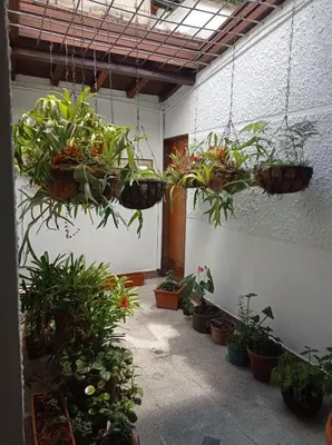 a room filled with lots of potted plants at Big House Medellin in Medellín