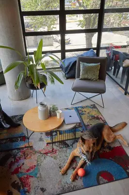 a dog laying on a rug in a living room at Factory Lofts Hotel in Medellín