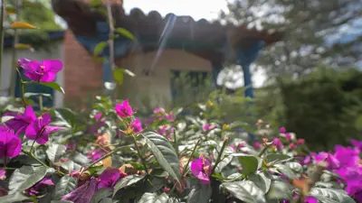 a garden of purple flowers in front of a house at Termales El Otoño in Manizales