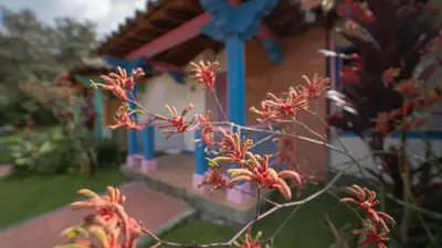 a plant with red flowers in front of a house at Termales El Otoño in Manizales