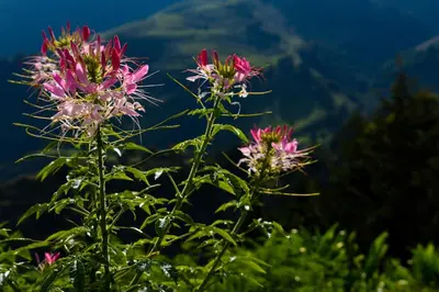 a group of pink flowers in the mountains at Casa Descanso en el Campo con Hermosa Vista a los Farallones in Versalles
