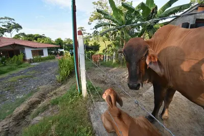 a cow looking at a baby cow behind a fence at Villa Ilusion 88 in Puerto Boyacá