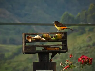 a bird sitting on top of a bird feeder at Alojamiento Rural Jardín Consentido in Jardin