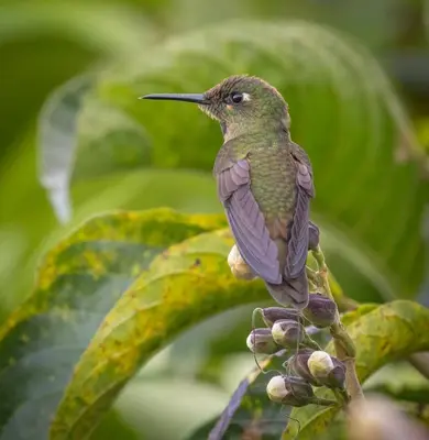 a hummingbird perched on top of a plant at Alojamiento Rural Jardín Consentido in Jardin