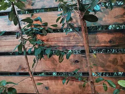 a tree next to a wooden fence at Cloud9 Hostel in Medellín