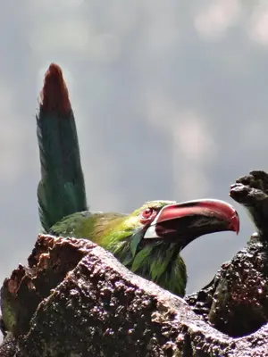 a bird with a long beak sitting on a branch at Hacienda Guayabal in Chinchiná