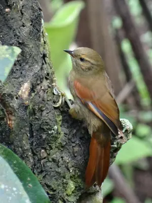 a small bird sitting on the side of a tree at Hacienda Guayabal in Chinchiná