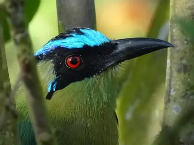 a blue and black bird with red eyes in a tree at Hacienda Guayabal in Chinchiná