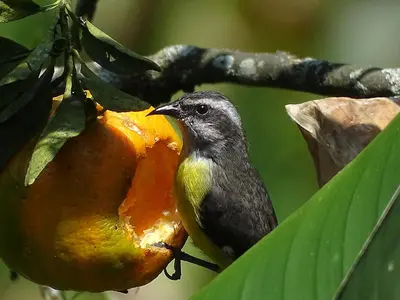a bird is sitting on a tree branch eating a fruit at Hacienda Guayabal in Chinchiná