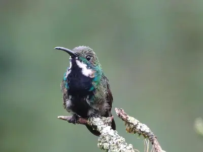 a humming bird sitting on a tree branch at Hacienda Guayabal in Chinchiná