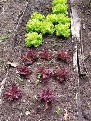 a garden with purple and green plants in the dirt at La Zenerchi in Rionegro