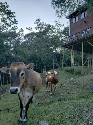 two cows standing in a field next to a building at La Zenerchi in Rionegro
