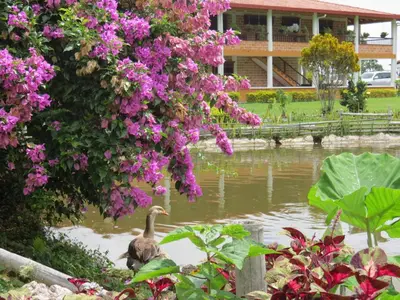 a duck in the water next to a pond with flowers at Acantos Hotel Campestre in Támesis