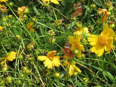 a group of yellow flowers with butterflies on them at Acantos Hotel Campestre in Támesis