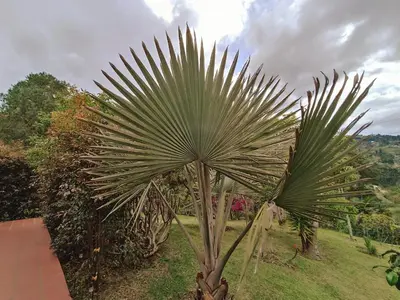 a large green palm tree in a garden at CABAÑAS MONTEVERDE - Guarne ANT in Guarne