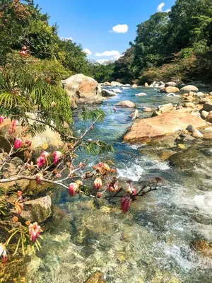 a river with rocks and flowers in the water at La Perla Negra - Black Pearl Eco Hostel in San Rafael
