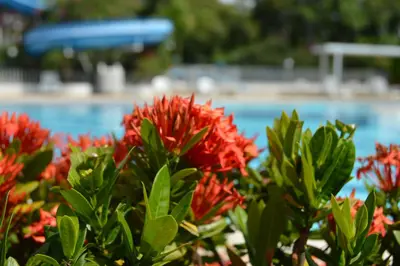 a bush of red flowers in front of a pool at Apartasol Santa Fe de Antioquia in Santa Fe de Antioquia