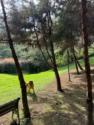 a dog walking in a park next to a bench at Eco Hotel Terrabella in Santa Elena