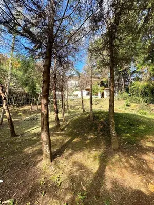 a group of trees in a grassy field at Eco Hotel Terrabella in Santa Elena