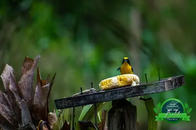 a bird sitting on top of a bird feeder at Finca Hotel Betel in San Carlos