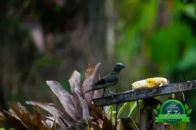 a bird sitting on top of a bird feeder at Finca Hotel Betel in San Carlos