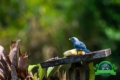 a blue bird sitting on top of a bird feeder at Finca Hotel Betel in San Carlos