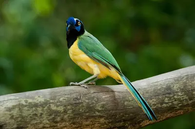 a colorful bird sitting on a piece of wood at Finca La Antigua. finca tradicional Cafetera in Jardin