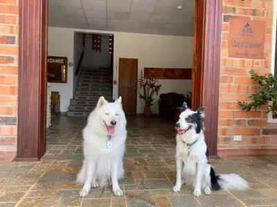 two white dogs sitting outside of a building at Granja del Cafe Hotel y Centro de convenciones in Venecia