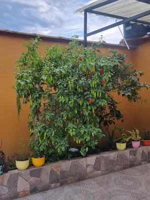 a bunch of plants in pots on a wall at HOSPEDAJE EN ESPLENDOR in Jardin