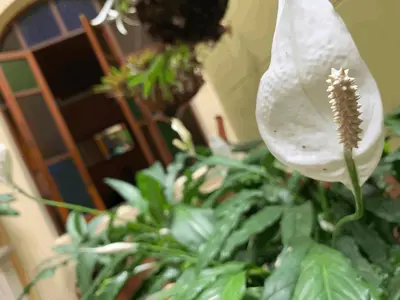 a white flower is sitting next to a plant at Casa Grande in Medellín