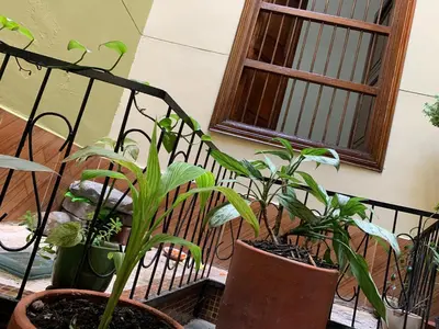 a group of plants in pots next to a window at Casa Grande in Medellín