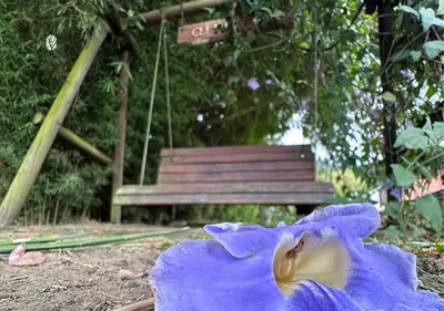 a purple flower sitting in front of a bench at All Natural Glamping in Copacabana