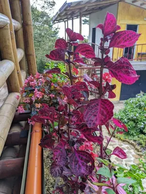 a plant with pink flowers on a balcony at Refugio en el Bosque in Medellín