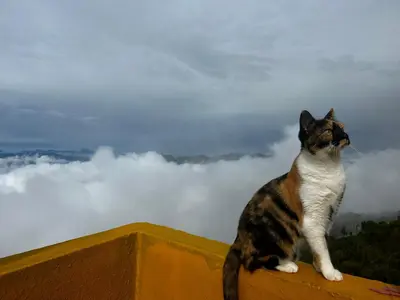 a cat sitting on a wall looking up at the clouds at Hotel Hostal El Castillo Santa in Santa Bárbara
