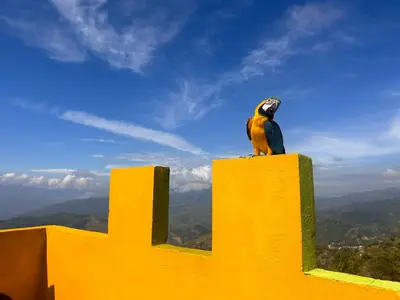 a bird sitting on top of a yellow wall at Hotel Hostal El Castillo Santa in Santa Bárbara