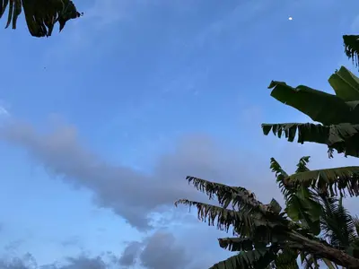 a blue sky with a bunch of green leaves at Cabaña Noche De Luna in Jardin