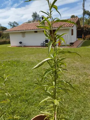 a plant in a yard in front of a house at Samaria, un lugar para descansar y disfrutar in Santa Elena