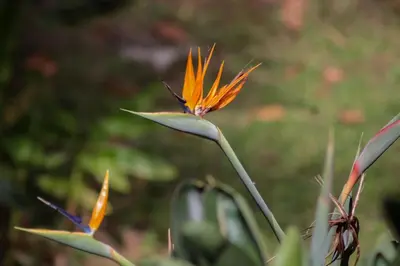 a close up of a flower in the grass at BioHotel Ecohouse in Guarne