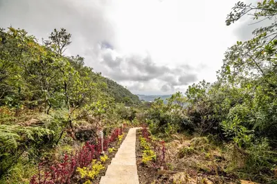 a path in the middle of a hill with flowers at Cerro Verde Mirador in Medellín
