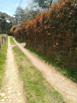 a dirt road in front of a hedge at Galilea in Santa Elena