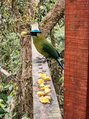 a bird standing on a beam with food on it at Cabaña en Medio del Bosque con Jacuzzi - Santa Elena in Santa Elena