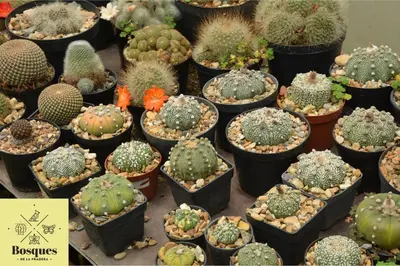 a group of cacti and other plants in pots at Bosques de la Pradera in Manizales