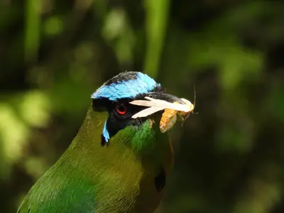 a close up of a bird with its beak open at Bosques de la Pradera in Manizales