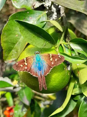 a butterfly is sitting on a green lemon at Bosques de la Pradera in Manizales