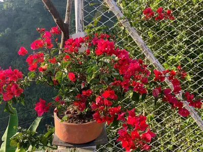 a pot of red flowers in front of a fence at Villa NiNa in Manizales