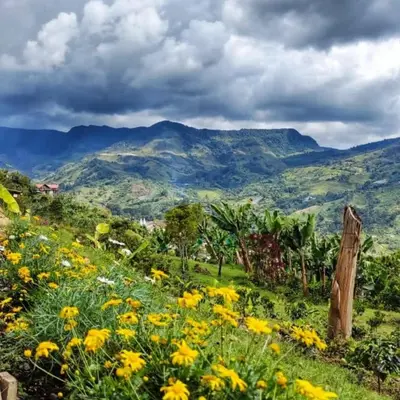 a field of yellow flowers with mountains in the background at Casa La Martina disponible en Jardín Antioquia in Jardin