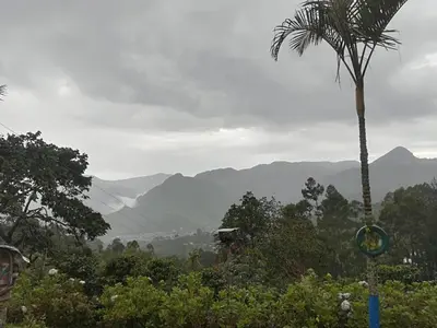 a palm tree and a view of a valley with mountains at Finca Cafetera el Coral in Jardin