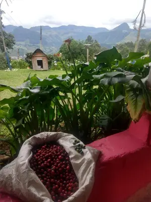 a bowl of cherries sitting on a table next to a plant at Finca Cafetera el Coral in Jardin